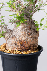 1076- 発根済 Operculicarya Pachypus オペルクリカリア・パキプス