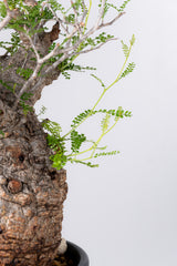 1076- 発根済 Operculicarya Pachypus オペルクリカリア・パキプス