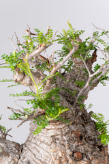 1076- 発根済 Operculicarya Pachypus オペルクリカリア・パキプス