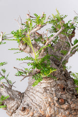 1076- 発根済 Operculicarya Pachypus オペルクリカリア・パキプス