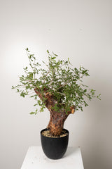 6 発根済 commiphora orbicularis コミフォラ オルビクラリス