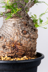 1076- 発根済 Operculicarya Pachypus オペルクリカリア・パキプス