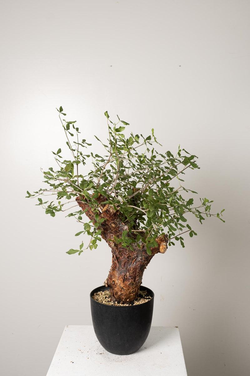 6 発根済 commiphora orbicularis コミフォラ オルビクラリス