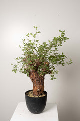 6 発根済 commiphora orbicularis コミフォラ オルビクラリス