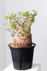 1076- 発根済 Operculicarya Pachypus オペルクリカリア・パキプス