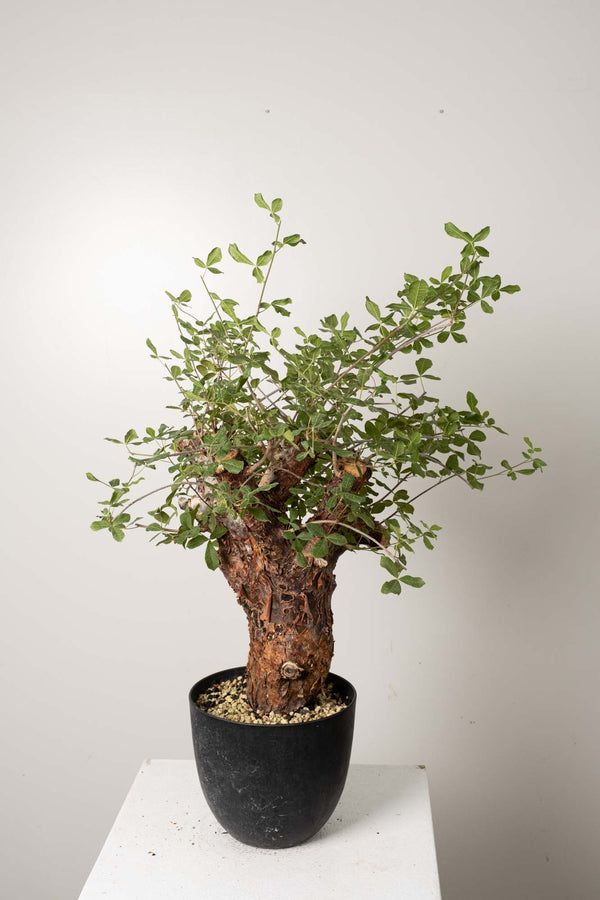 6 発根済 commiphora orbicularis コミフォラ オルビクラリス