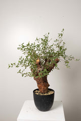 6 発根済 commiphora orbicularis コミフォラ オルビクラリス