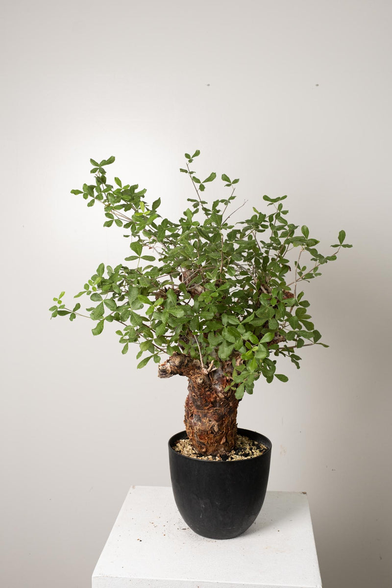6 発根済 commiphora orbicularis コミフォラ オルビクラリス