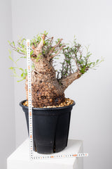 1076- 発根済 Operculicarya Pachypus オペルクリカリア・パキプス