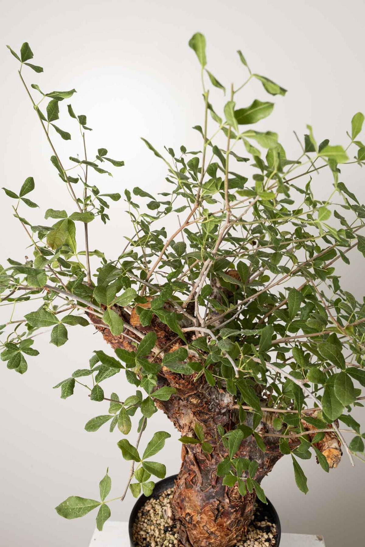 塊根植物 Commiphora orbicularis Commiphora orbicularis . #wscaudex #塊根王#塊根#塊根植物