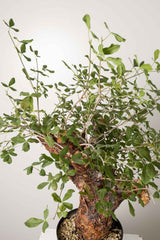 6 発根済 commiphora orbicularis コミフォラ オルビクラリス