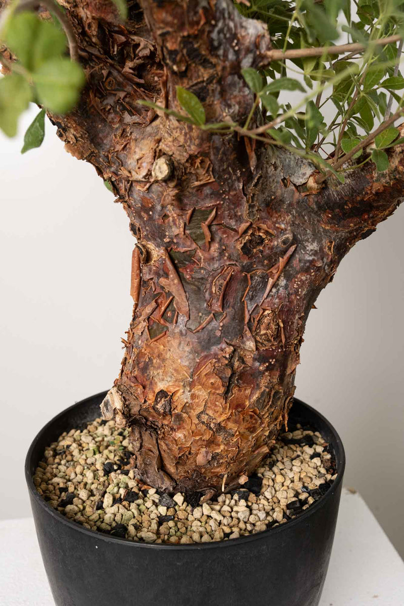 6 発根済 commiphora orbicularis コミフォラ オルビクラリス
