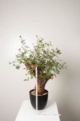 6 発根済 commiphora orbicularis コミフォラ オルビクラリス
