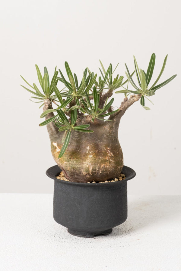 39 発根済み パキポディウム グラキリス Pachypodium gracilius