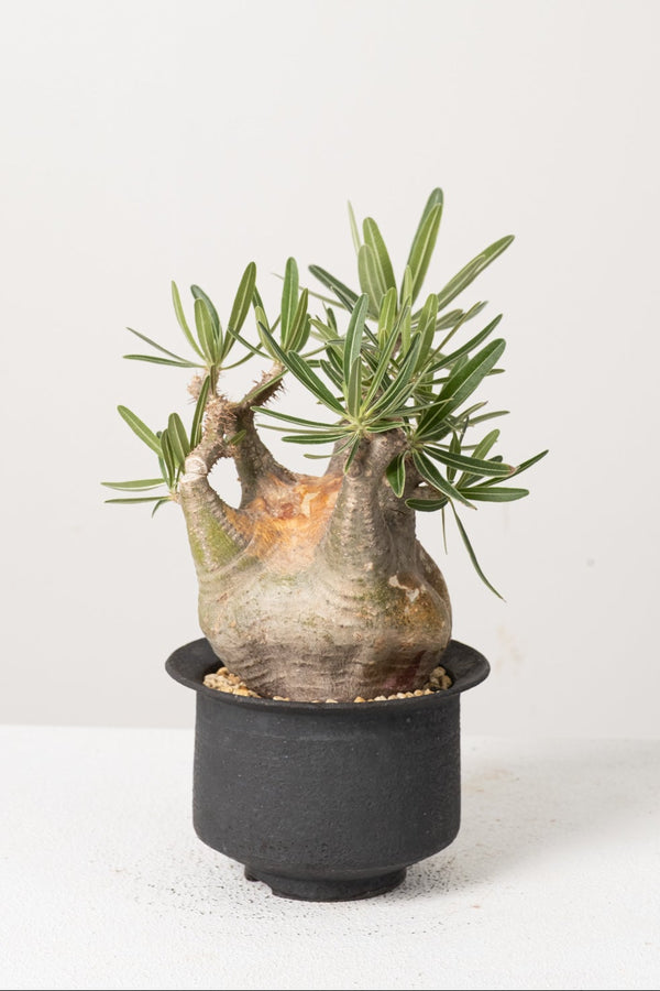 39 発根済み パキポディウム グラキリス Pachypodium gracilius