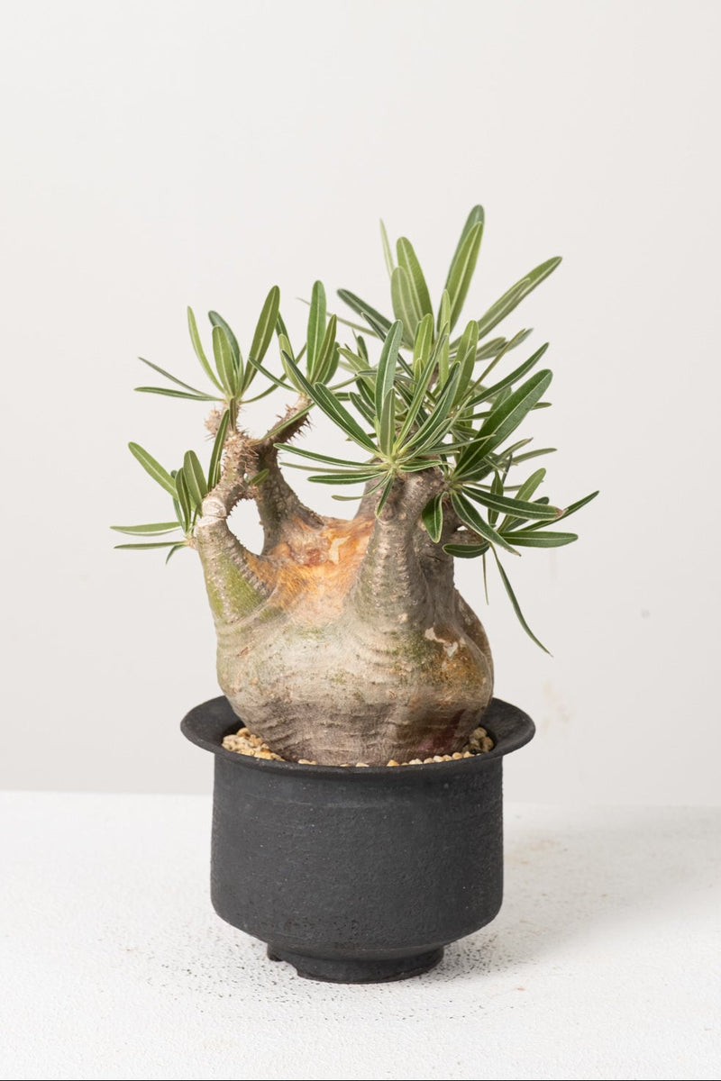39 発根済み パキポディウム グラキリス Pachypodium gracilius