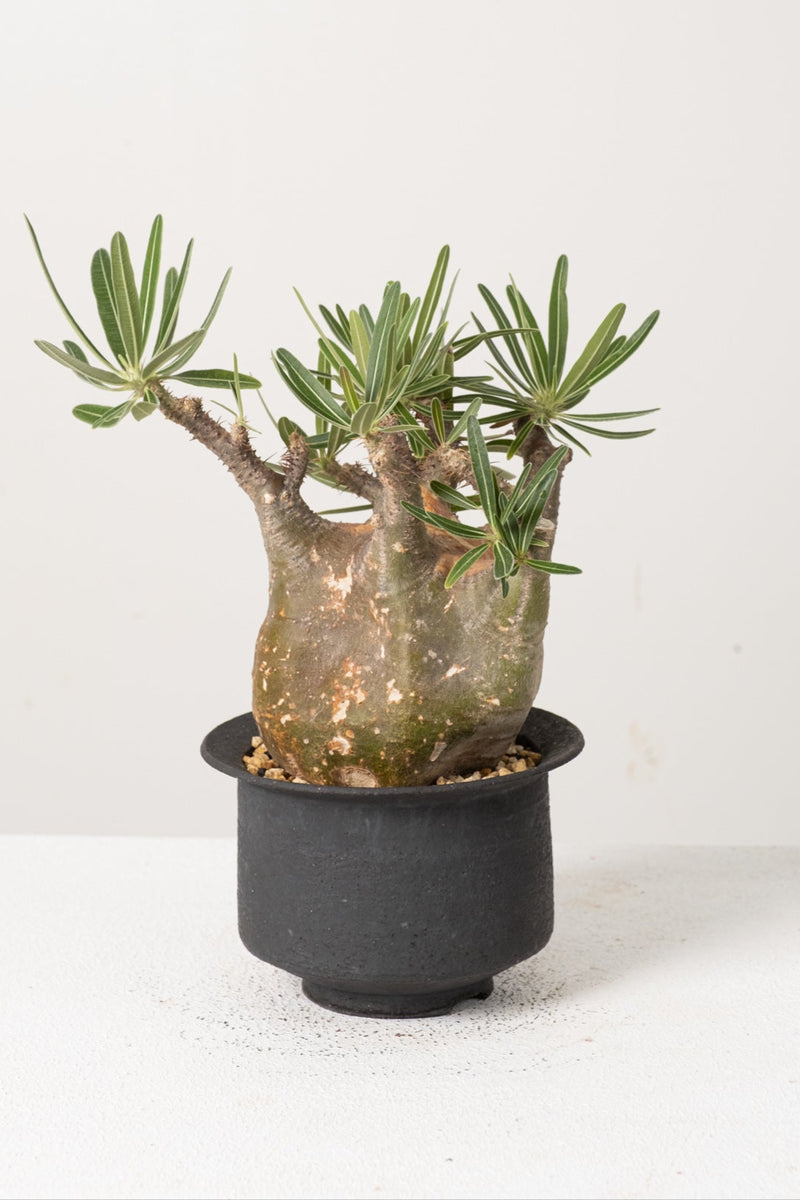 39 発根済み パキポディウム グラキリス Pachypodium gracilius