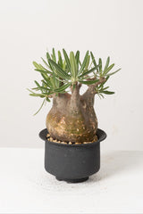 39 発根済み パキポディウム グラキリス Pachypodium gracilius