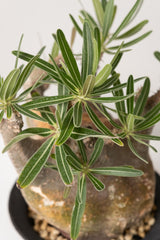 39 発根済み パキポディウム グラキリス Pachypodium gracilius