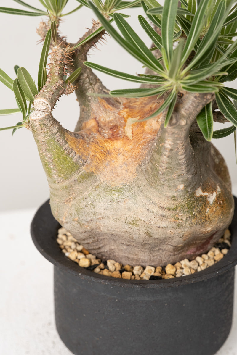 39 発根済み パキポディウム グラキリス Pachypodium gracilius
