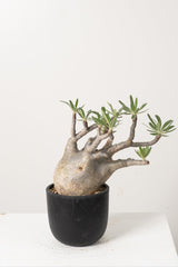 14 発根済み パキポディウム グラキリス Pachypodium gracilius