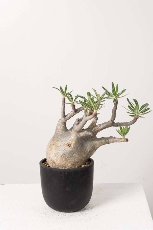 14 発根済み パキポディウム グラキリス Pachypodium gracilius