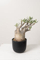 14 発根済み パキポディウム グラキリス Pachypodium gracilius