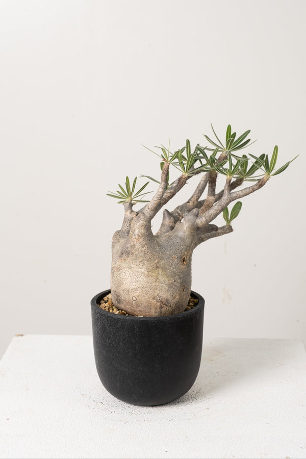 14 発根済み パキポディウム グラキリス Pachypodium gracilius