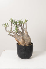 14 発根済み パキポディウム グラキリス Pachypodium gracilius