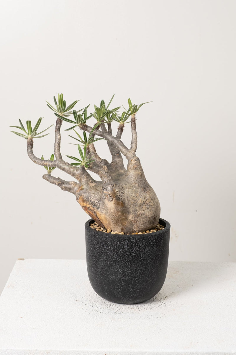 14 発根済み パキポディウム グラキリス Pachypodium gracilius