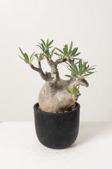 14 発根済み パキポディウム グラキリス Pachypodium gracilius