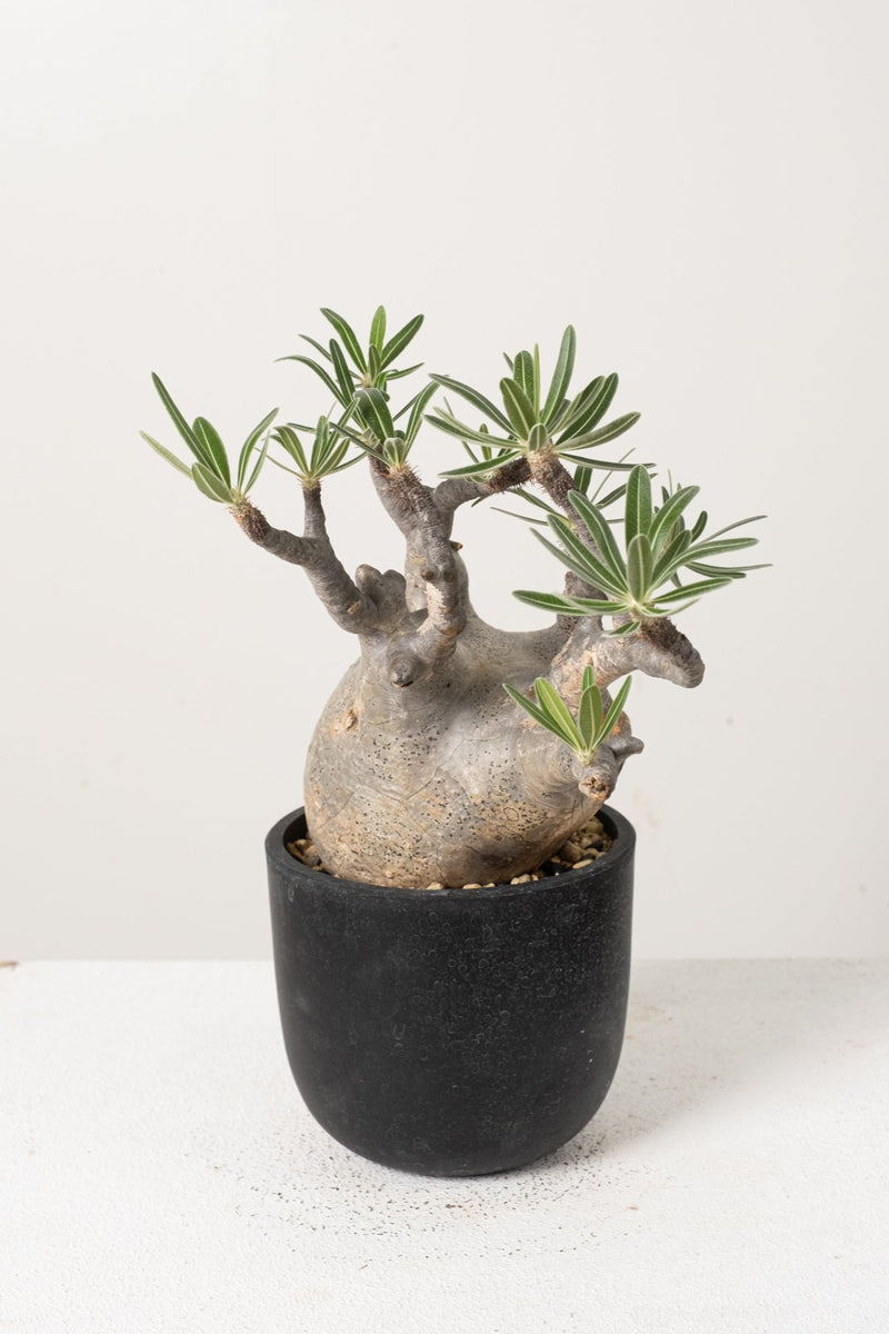 14 発根済み パキポディウム グラキリス Pachypodium gracilius