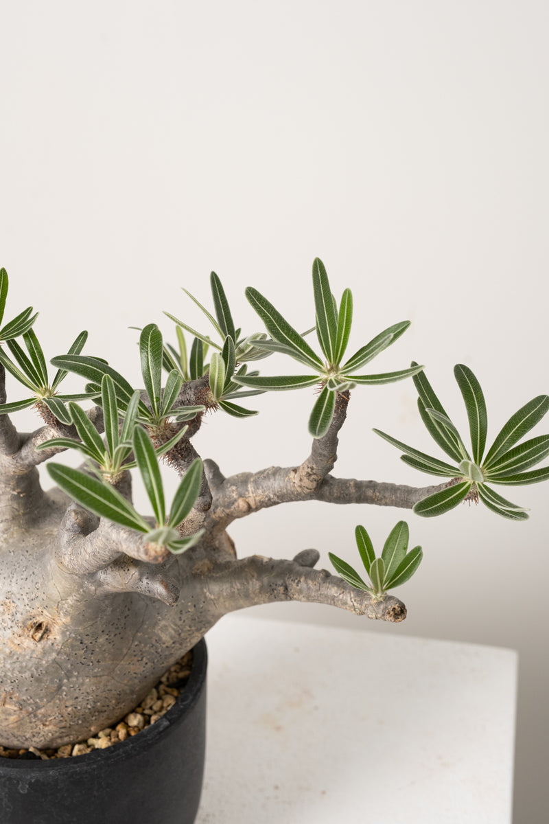 14 発根済み パキポディウム グラキリス Pachypodium gracilius