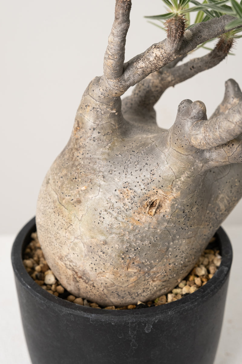 14 発根済み パキポディウム グラキリス Pachypodium gracilius