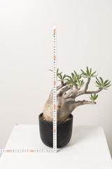 14 発根済み パキポディウム グラキリス Pachypodium gracilius