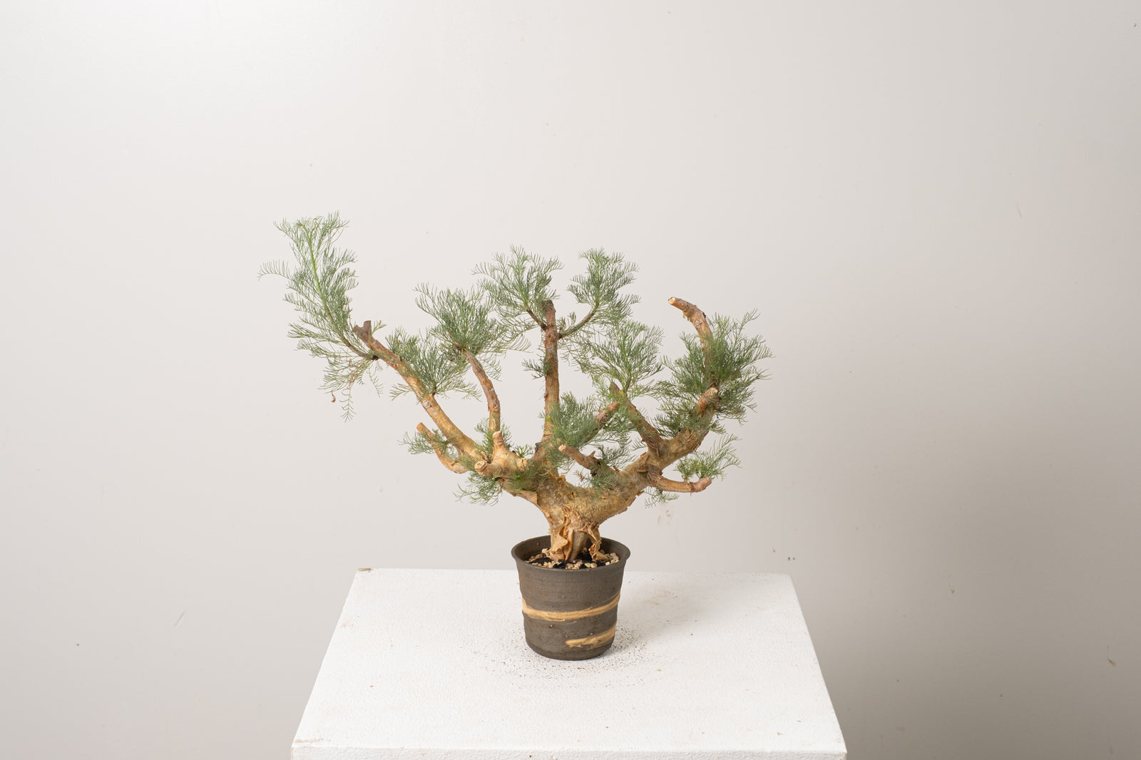 6 発根済 commiphora orbicularis コミフォラ オルビクラリス – KOMO