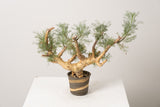 6 発根済  commiphora orbicularis コミフォラ オルビクラリス