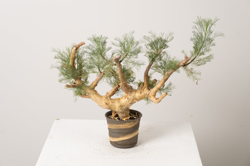 6 発根済  commiphora orbicularis コミフォラ オルビクラリス