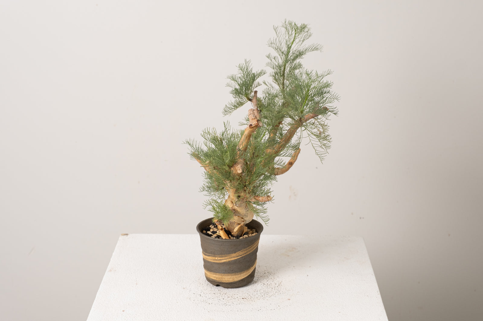 6 発根済 commiphora orbicularis コミフォラ オルビクラリス – KOMO