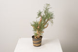 6 発根済  commiphora orbicularis コミフォラ オルビクラリス