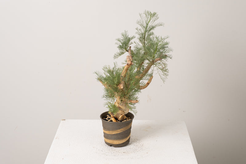 6 発根済  commiphora orbicularis コミフォラ オルビクラリス