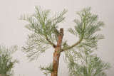 6 発根済  commiphora orbicularis コミフォラ オルビクラリス