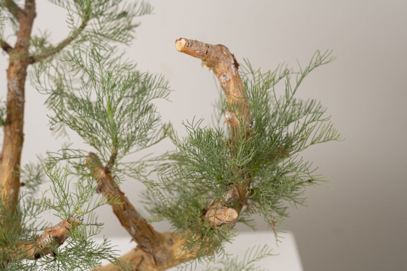6 発根済  commiphora orbicularis コミフォラ オルビクラリス