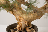 6 発根済  commiphora orbicularis コミフォラ オルビクラリス