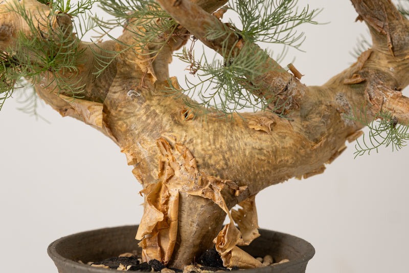 6 発根済  commiphora orbicularis コミフォラ オルビクラリス