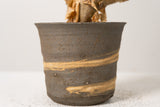 6 発根済  commiphora orbicularis コミフォラ オルビクラリス
