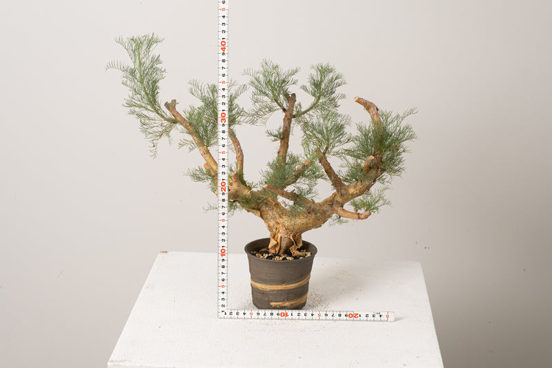 6 発根済  commiphora orbicularis コミフォラ オルビクラリス