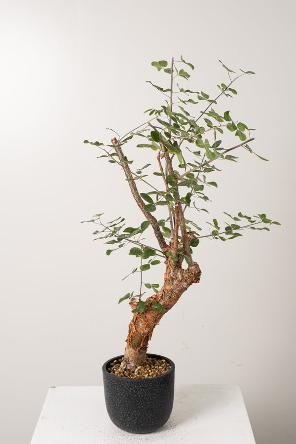 12 発根済  commiphora orbicularis コミフォラ オルビクラリス