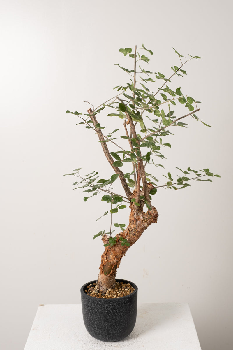 12 発根済  commiphora orbicularis コミフォラ オルビクラリス