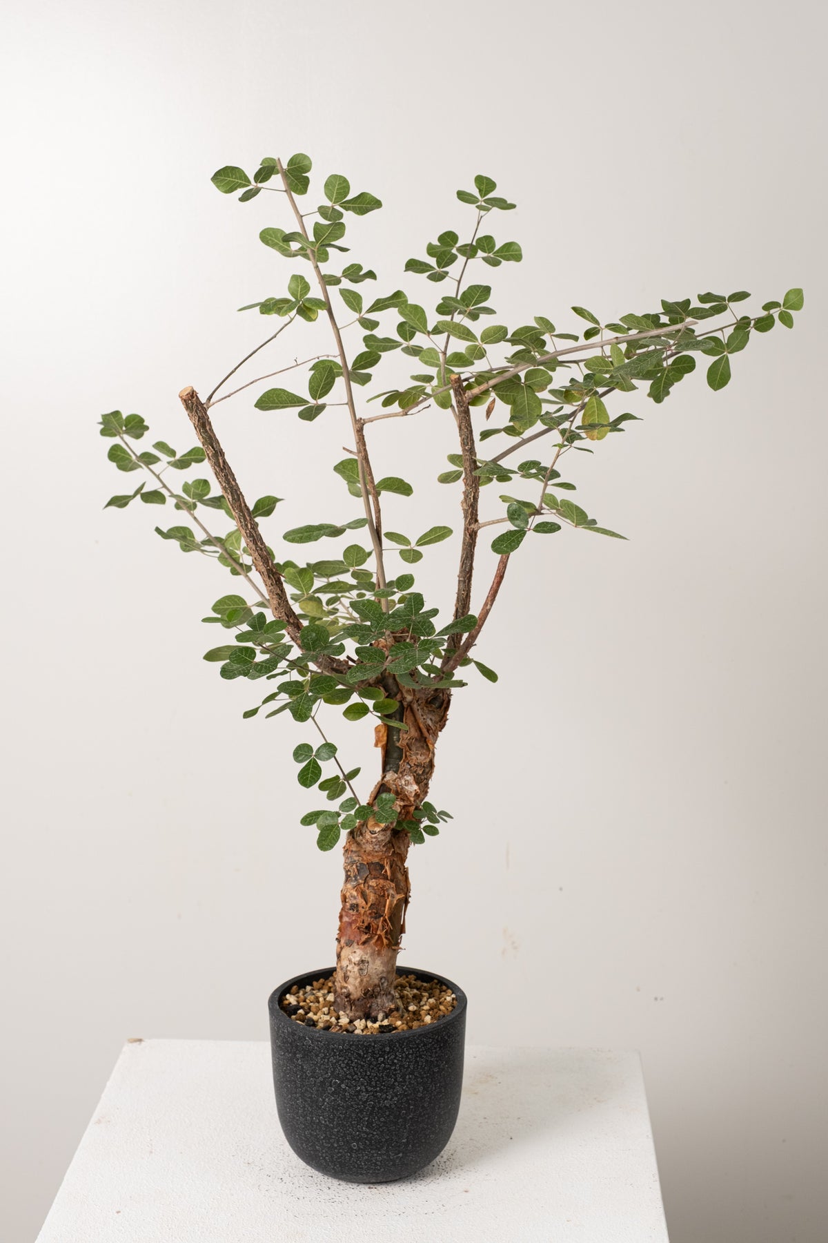 12 発根済 commiphora orbicularis コミフォラ オルビクラリス – KOMO
